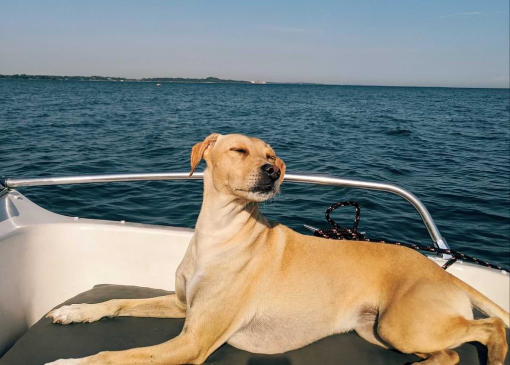 Dog on boat.