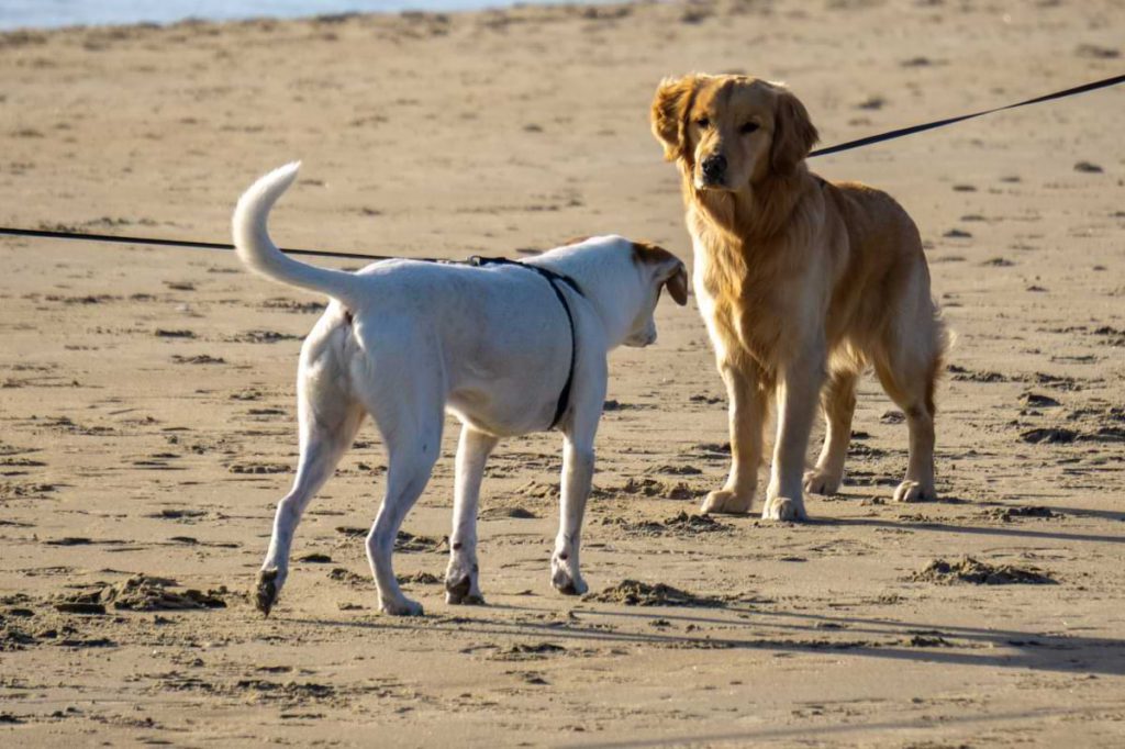 Two dogs leashed on the beach.