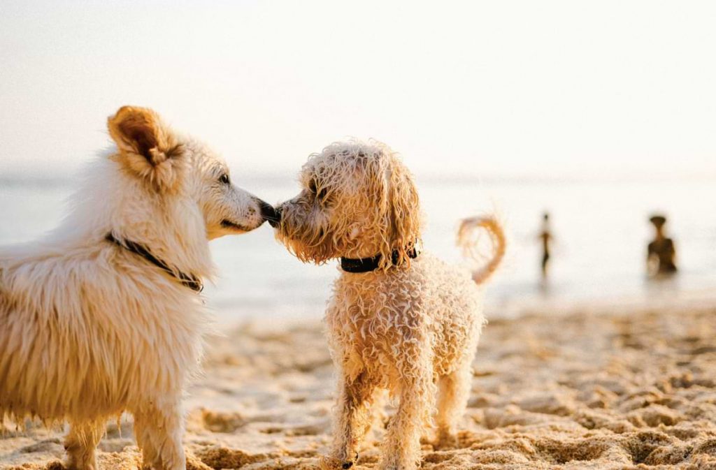 Two dogs on the beach.